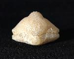 Cyclothyris vespertilio (BROCCHI 1813) - Bild © FossNet FossilienStore
